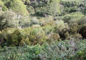 Land suitable for development for sale on España, Begur, ref: TR117708 photo