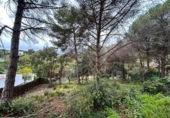 Terreny no urbanitzable en venda a la España, Lloret de Mar, ref.: TR238162 foto