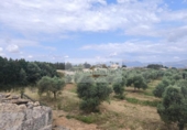 Parcela urbanizable en venta en la España, Sa Pobla, ref: TR313029 foto