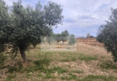 Parcela urbanizable en venta en la España, Sa Pobla, ref: TR313029 foto