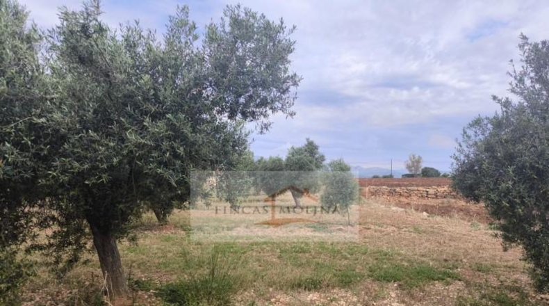 Valencia - la Pobla Llarga - 25349m2