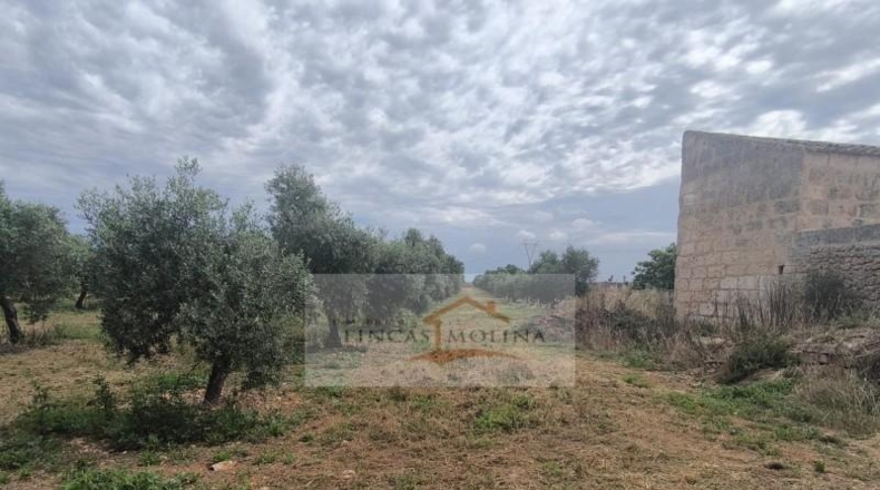 Valencia - la Pobla Llarga - 25349m2