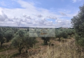 Parcela urbanizable en venta en la España, Sa Pobla, ref: TR313029 foto