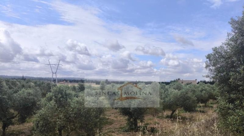Valencia - la Pobla Llarga - 25349m2