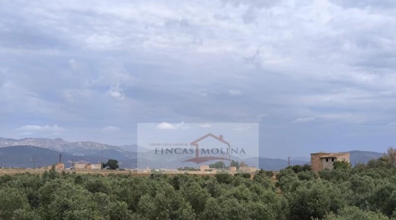 Valencia - la Pobla Llarga - 25349m2