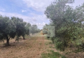 Parcela urbanizable en venta en la España, Sa Pobla, ref: TR313029 foto