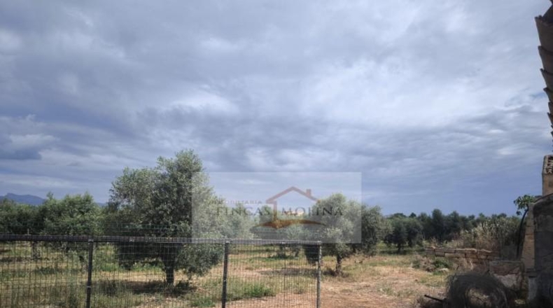 Valencia - la Pobla Llarga - 25349m2