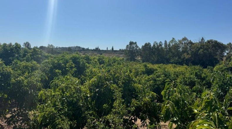 Málaga - Alhaurín de la Torre - 9300m2