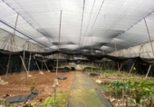 Casa de camp amb terreny en venda a la España, Santa María de Guía de Gran Canaria, ref.: TR278259 foto