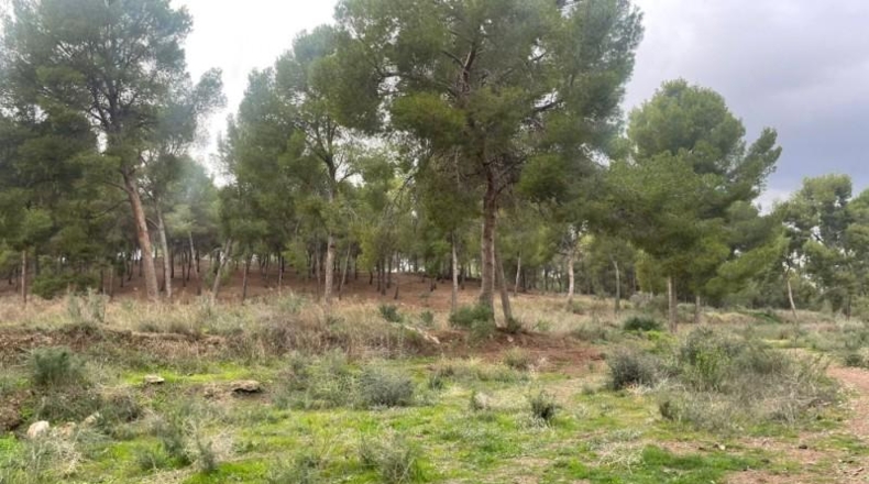 Múrcia - Murcia - 14000m2