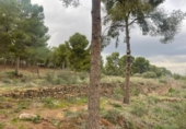Terreny no urbanitzable en venda a la España, Múrcia, ref.: TR117013 foto