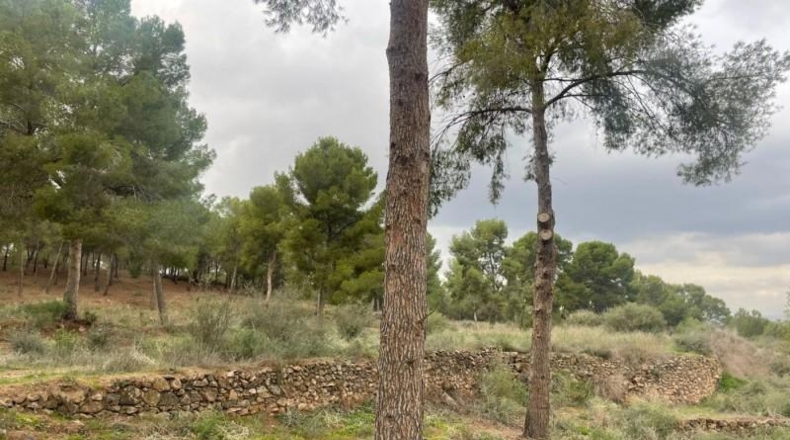 Múrcia - Murcia - 14000m2