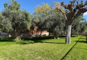 Xalet independent amb terreny en venda a la España, Novelda, ref.: TR240816 foto