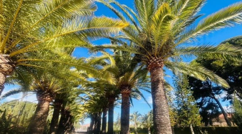 Alicante - Novelda - 2540m2