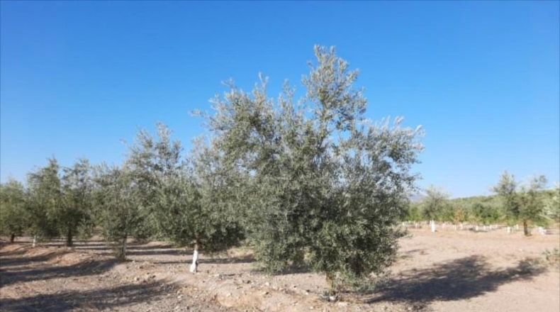 Córdoba - Lucena - 52000m2