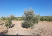 Non-developable land for sale on España, Lucena, ref: TR194539 photo