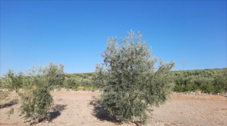 Córdoba - Lucena - 52000m2