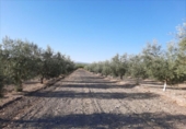 Non-developable land for sale on España, Lucena, ref: TR194539 photo