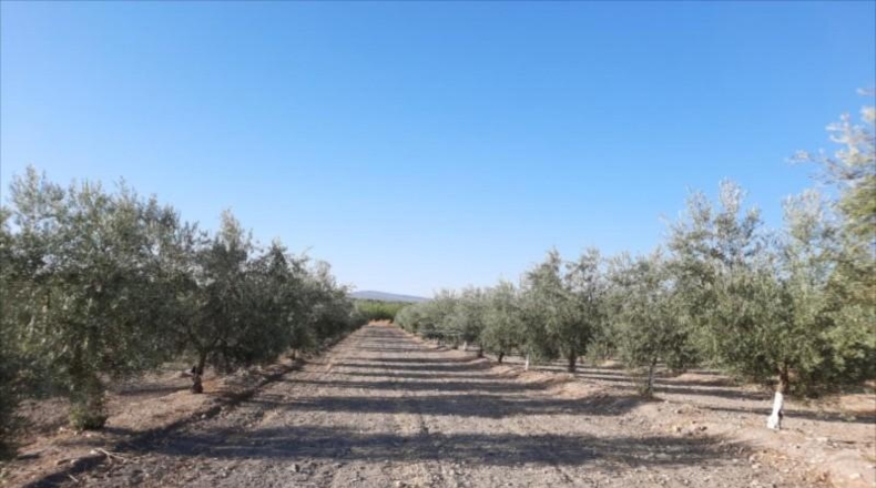Córdoba - Lucena - 52000m2
