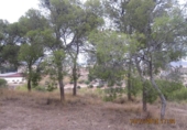 Terreny no urbanitzable en venda a la España, Monòver, ref.: TR122092 foto