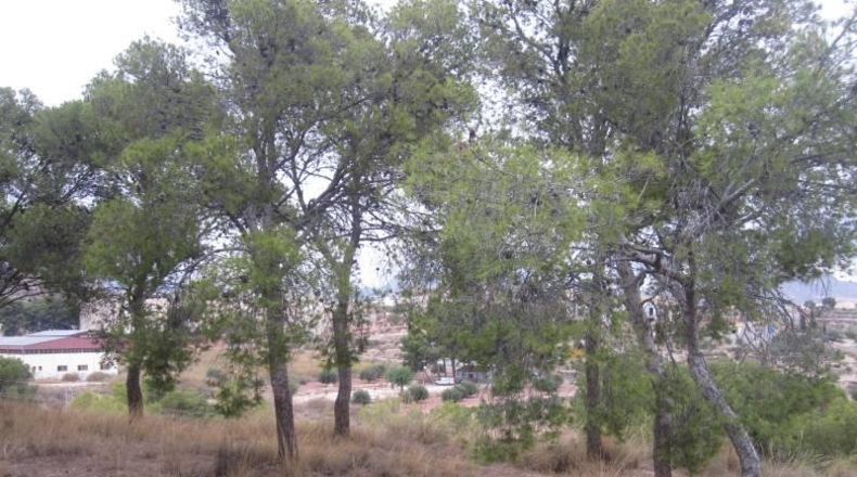 Alicante - Monóvar - 36500m2
