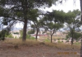 Terreny no urbanitzable en venda a la España, Monòver, ref.: TR122092 foto