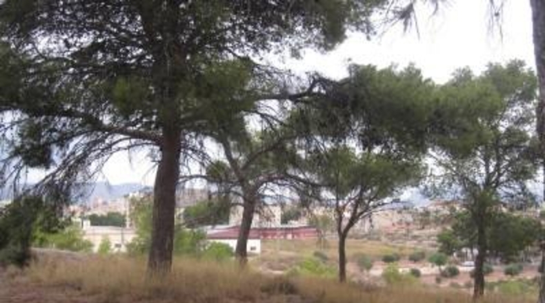 Alicante - Monóvar - 36500m2