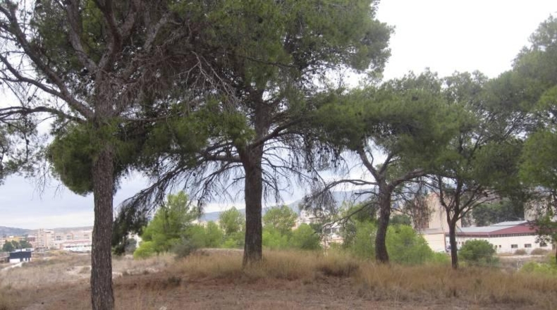 Alicante - Monóvar - 36500m2