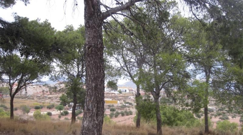 Alicante - Monóvar - 36500m2