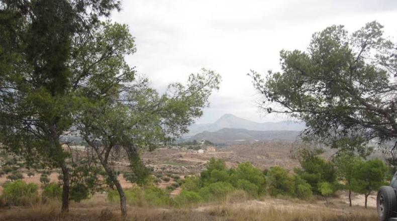 Alicante - Monóvar - 36500m2