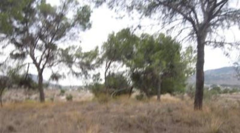 Alicante - Monóvar - 36500m2