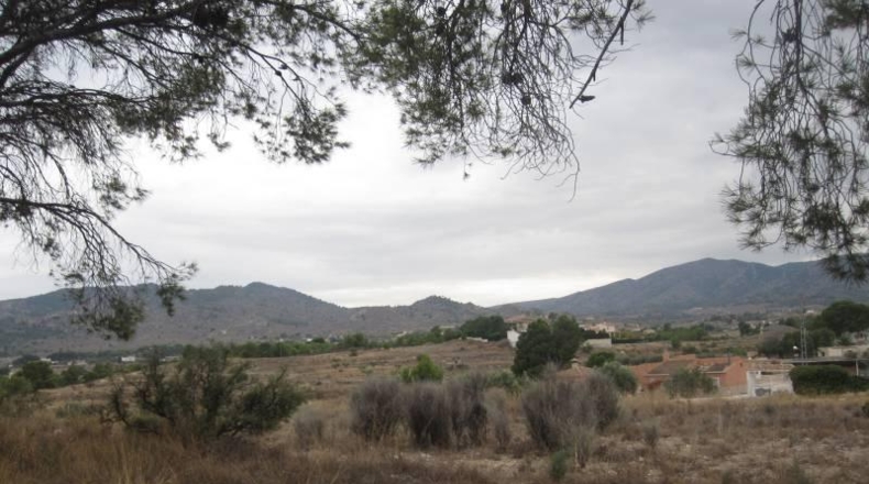 Alicante - Monóvar - 36500m2