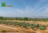 Chalet independiente con terreno en venta en la España, Alhendín, ref: TR263934 foto