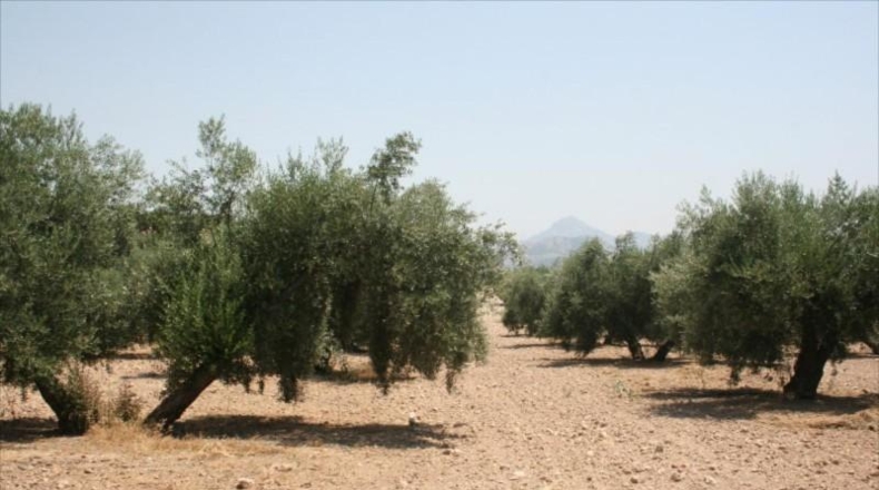 Córdoba - Lucena - 100000m2