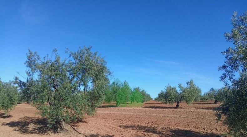 Badajoz - Corte de Peleas - 771244m2