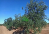 Terreno no urbanizable en venta en la España, Corte de Peleas, ref: TR129340 foto