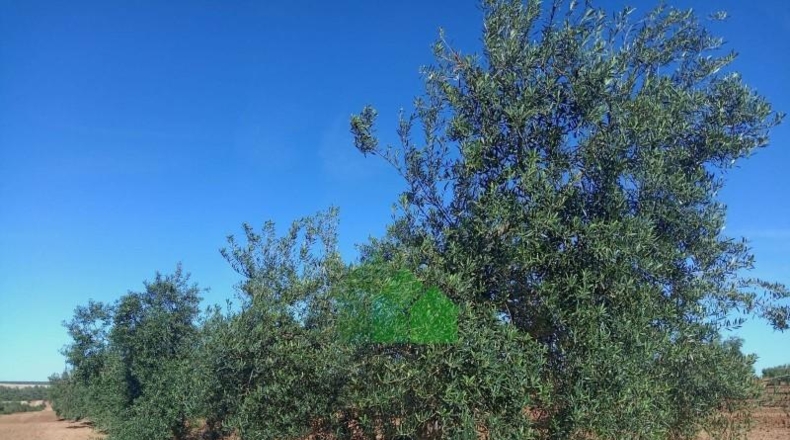 Badajoz - Corte de Peleas - 771244m2