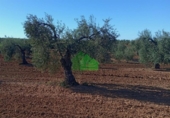 Terreno no urbanizable en venta en la España, Corte de Peleas, ref: TR129340 foto