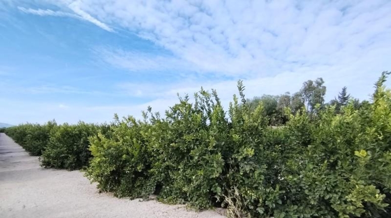 Alicante - Albatera - 40000m2
