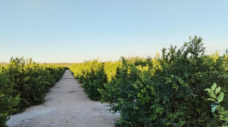 Alicante - Albatera - 40000m2