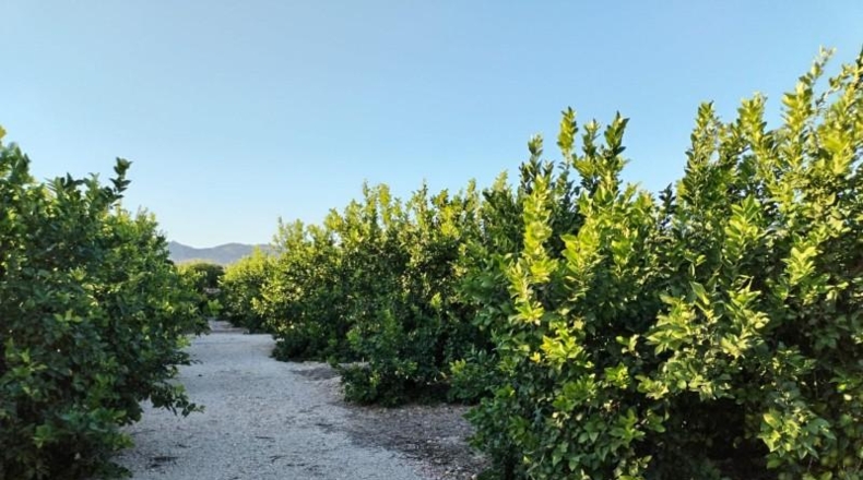 Alicante - Albatera - 40000m2