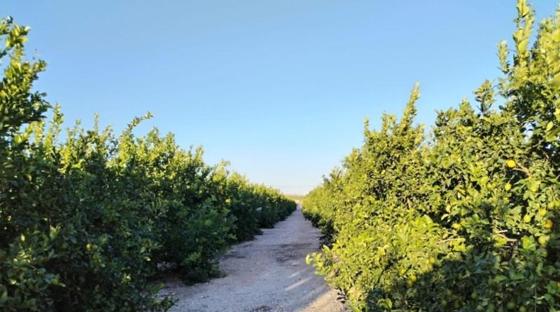 Alicante - Albatera - 40000m2
