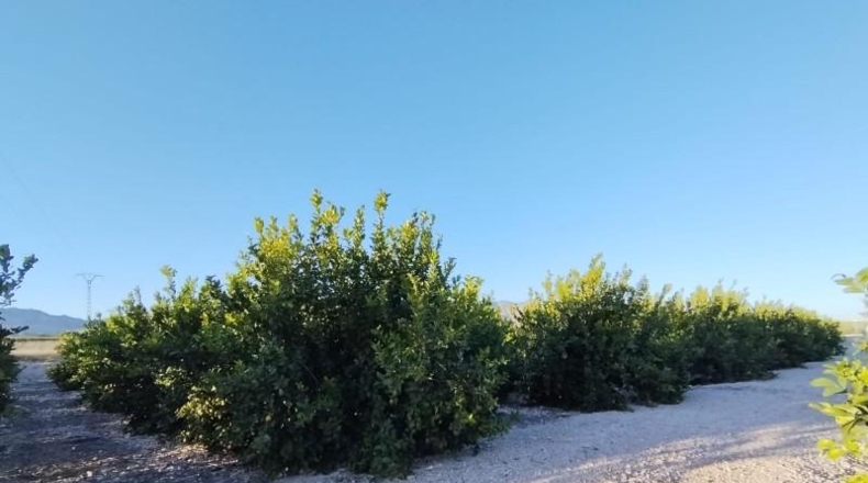 Alicante - Albatera - 40000m2