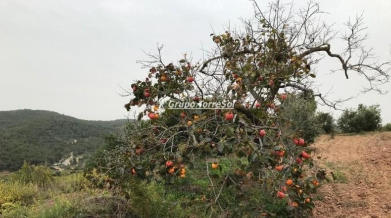 Tarragona - Albinyana - 190000m2