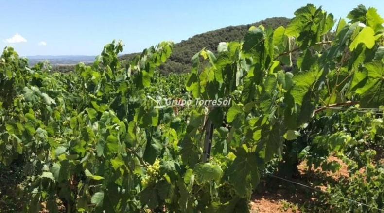Tarragona - Albinyana - 190000m2