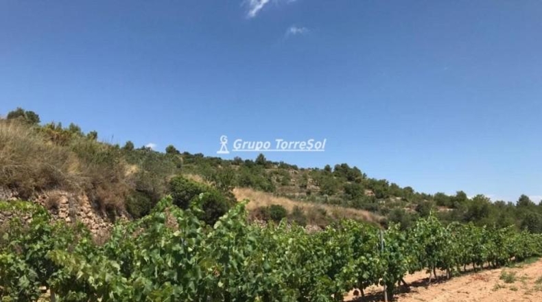Tarragona - Albinyana - 190000m2