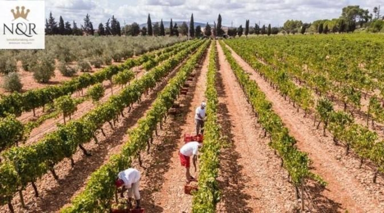 Islas Baleares - Binissalem - 44000m2