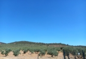 Land with storage building for sale on España, Cáceres, ref: TR296537 photo