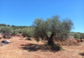 Land with storage building for sale on España, Cáceres, ref: TR296537 photo