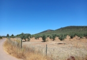 Land with storage building for sale on España, Cáceres, ref: TR296537 photo